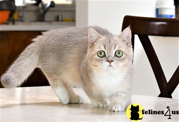 thechubbyfacedcat Picture 3